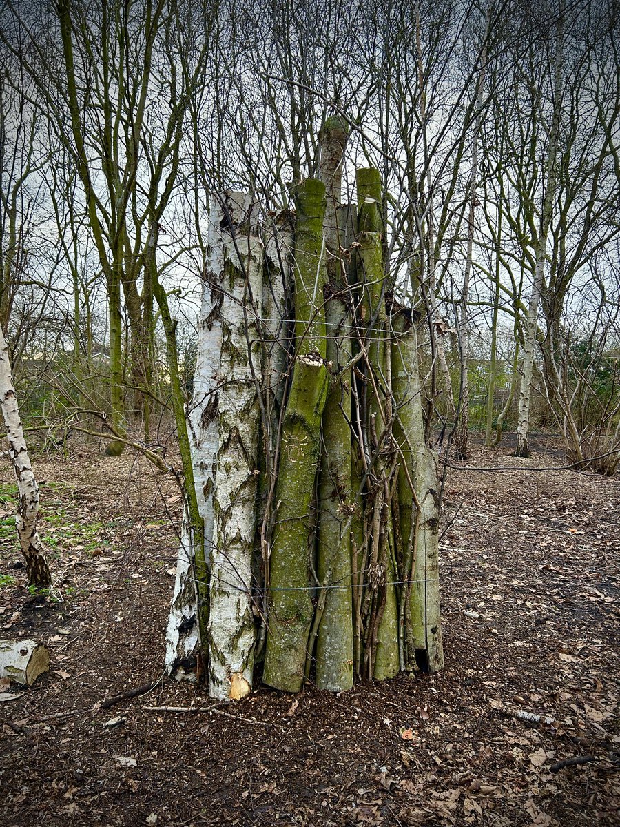 It somehow looks less impressive in the photo, but today we, @treeruss @NinaHundt @ReNatureLdn Steve and Jade and myself built a mighty fine bit of standing dead wood habitat. #renature #wildlifehabitat