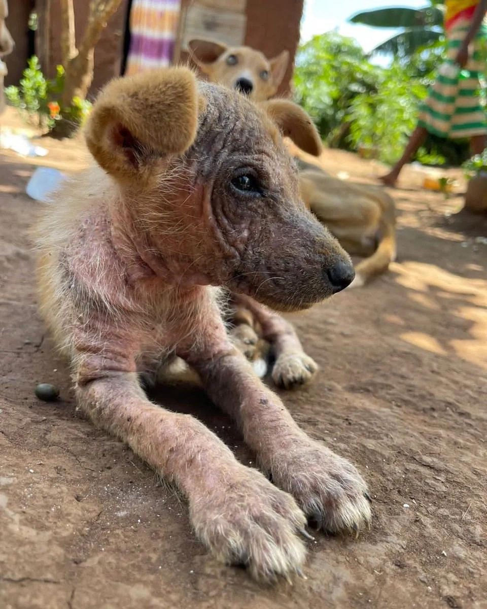 combined dog rescue tweet media