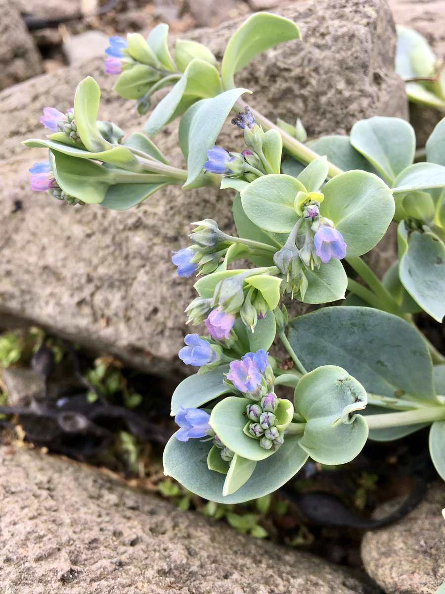 1/3 #PreciousPersistence Project launched @ThinkUHI @INS_UHI @CMS_UHi with @TheBotanics funded by @sgsah Read full information at perth.uhi.ac.uk/subject-areas/… Printed versions of project information available @ShetlandLibrary Please contact Rebecca if you need help to take part 😊