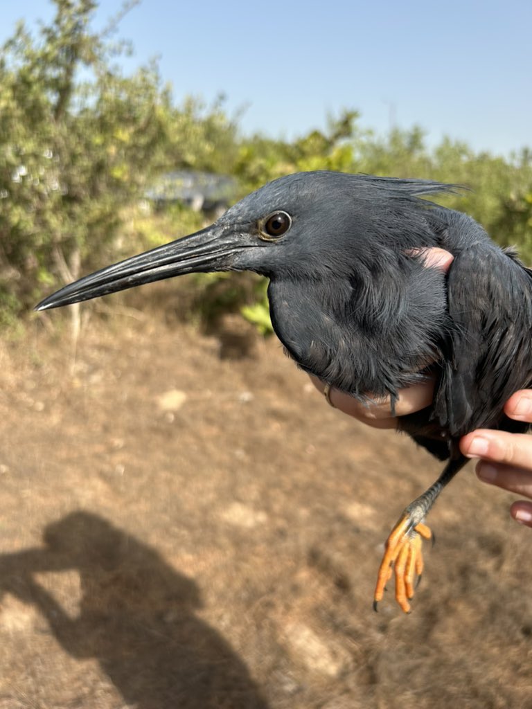 Superb BLACK HERON caught and ringed in The Gambia 🇬🇲 These birds are famous for their unique fishing style, fanning their wings forward into a circle to create a shadow in the water, attracting the fish to them! 🎣 #BirdRinging