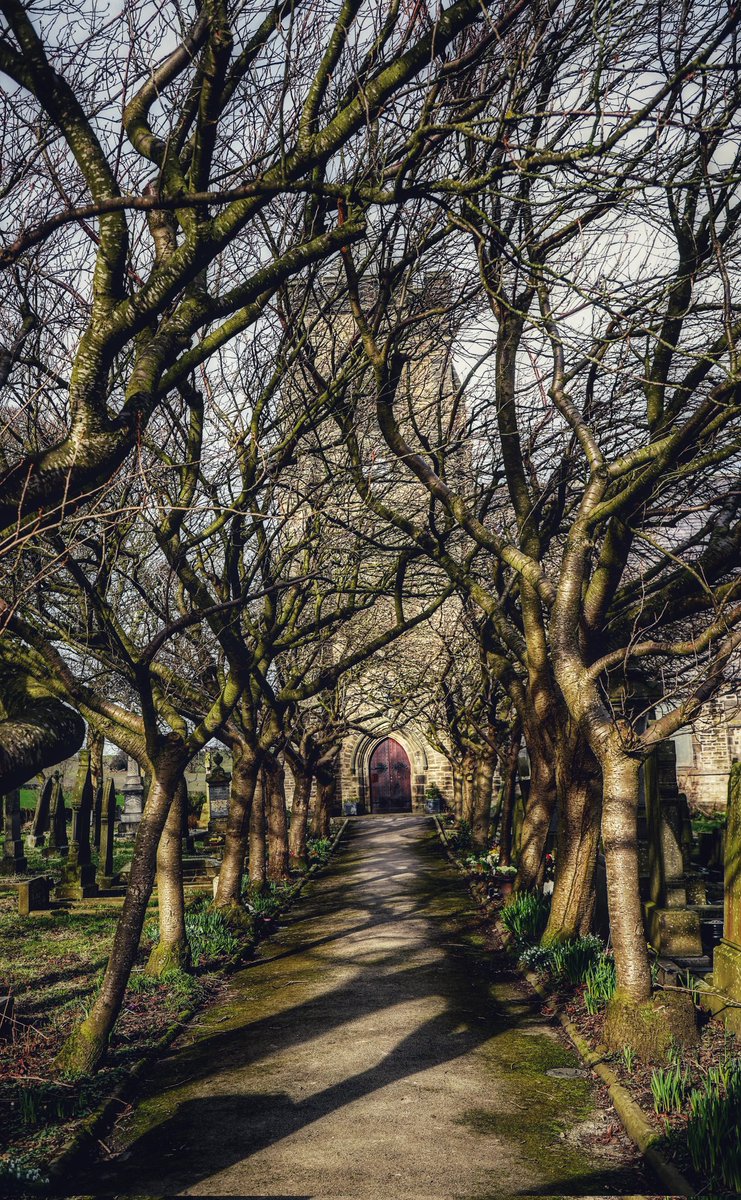 #TreeTuesday
📸  Shelley Church...