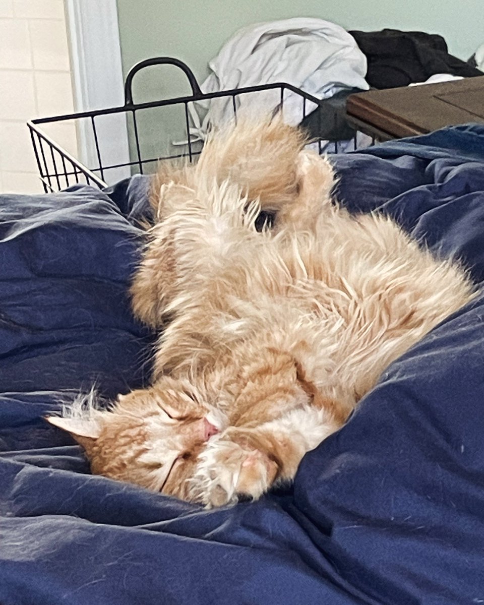 arwenmccain's tweet image. Managed 3K+ words during today’s writing session for #tskcbook2 #firstdraft and it looks like all my hard work has exhausted #pumpkinthecat #tskc #amwriting #5amwritersclub #writingcommunity #epicfantasy #rescuecat