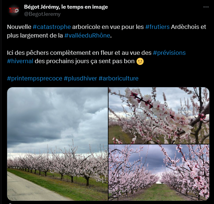 SergeZaka's tweet photo. Même dans mes pires scénarios, il ne m'est jamais venu à l'esprit d'alerter sur des pertes de rendement dues au gel en février. Après 1 mois d'une incroyable douceur, vu l'avancée (proche des ?) record de la floraison, on surveille le retour du gel dès le 23.
Mais l'air froid sera maritime et les gelées seront faibles. Il suffira cependant d'une nuit peu venteuse et dégagée pour perdre la récolte. C'est incroyable, mais cela ne m'étonnerait pas d'avoir l'activation des systèmes de lutte contre le gel... en février !
Toutes les espèces précoces au sud d'une ligne Nantes - Strasbourg sont concernées (abricot, amandes, pêchers notamment). La haute et moyenne vallée du Rhône sont particulièrement à surveiller.
La carte est à titre illustratif. Vu l'instabilité des prévisions, il est encore impossible d'évaluer précisément les valeurs attendues.