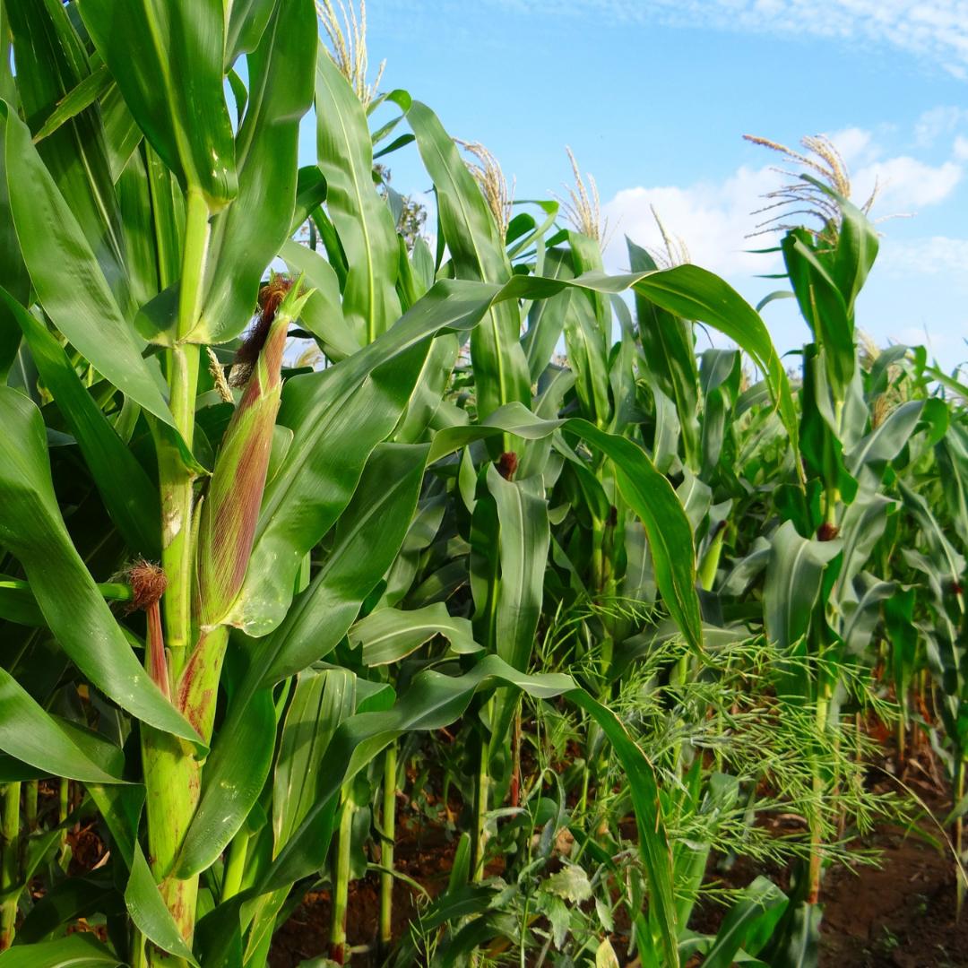 OkoroChukwuma12's tweet photo. PLANTS TO AVOID GROWING NEAR CORN
 
Avoid planting any of the following next to corn:

1. Tomatoes: Corn and tomatoes are sought out by the same or similar pests, such as tomato hornworms and corn earworms, which will both feed on either plant.

- Thread - https://t.co/86N0znfLqo