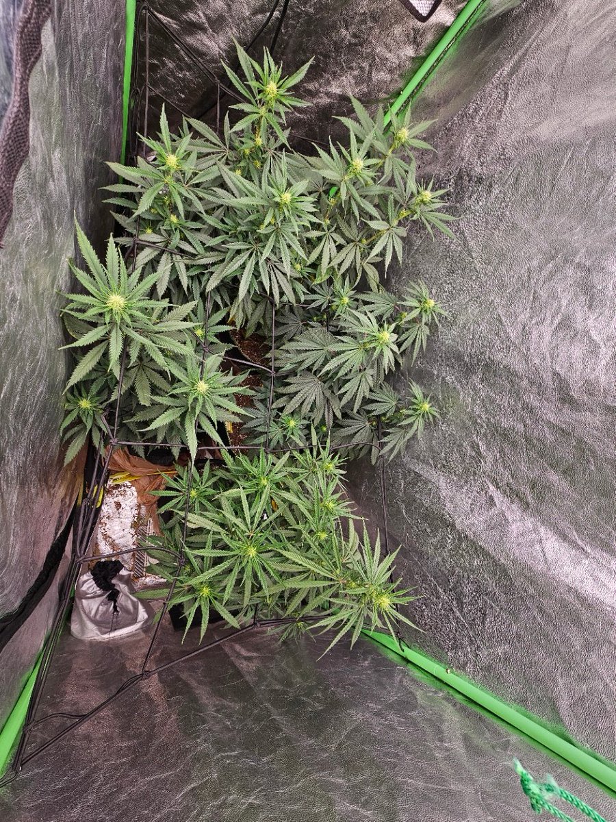 finally getting some frostys on these fresh beauts 
 sadly only 1 of my <a href="/Raw_Genetics_/">Raw Genetics</a>  Pecan Pie tester seeds made it this far :( the rest are clones but still cant wait till i get to taste these lovely ladies 😋😤😶‍🌫️
#WeedLovers #weedlife
