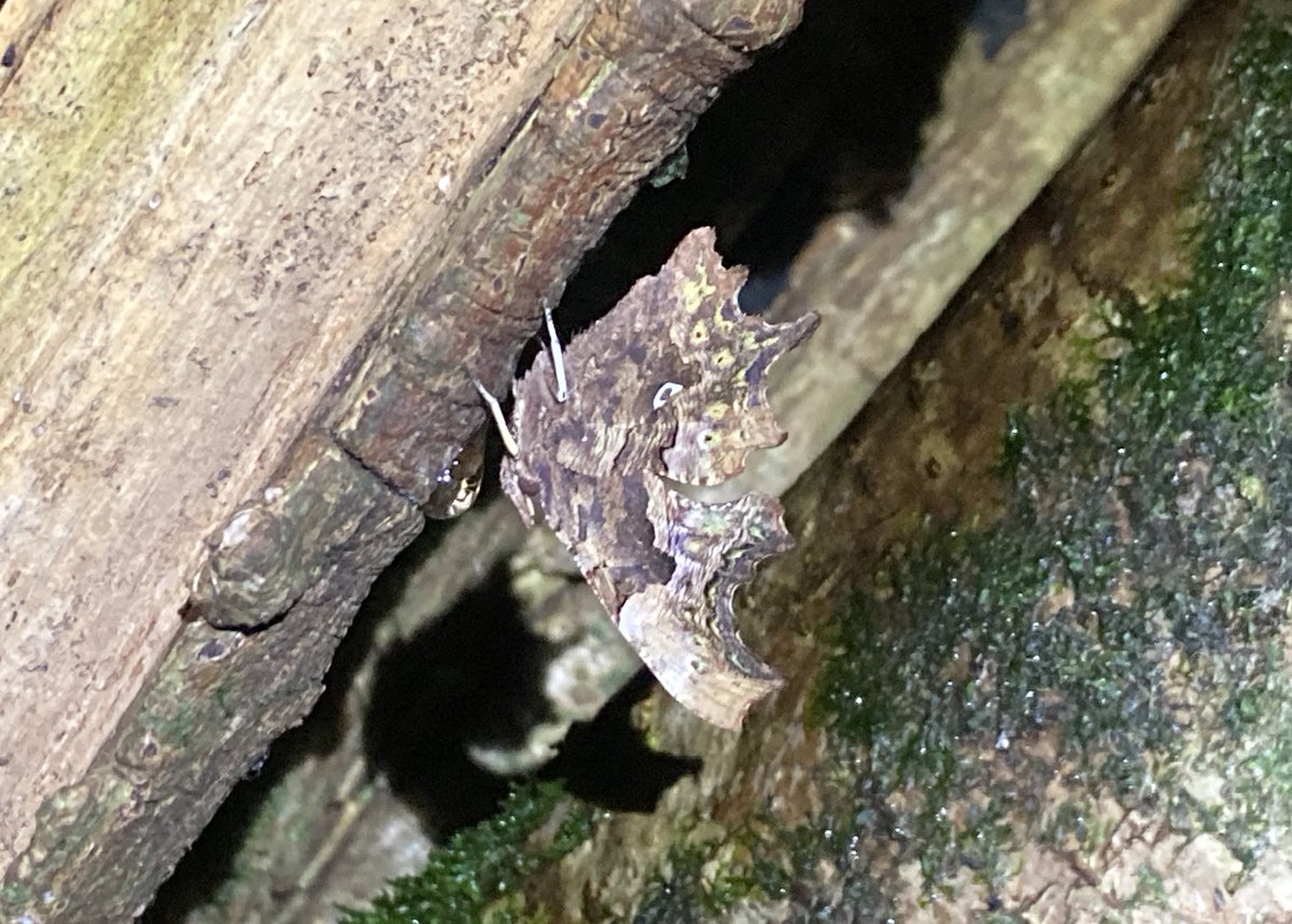 Just sneaking in before the end of #WildCardiffHour - a most unexpected Comma butterfly sheltering from the rain on this evening’s club trail run.