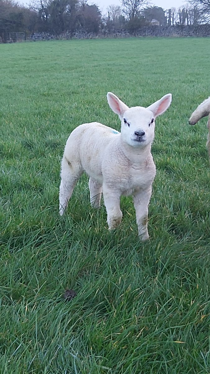 Lambing underway here. <a href="/SheepIreland/">Sheep Ireland 🌟🌟🌟🌟🌟</a>