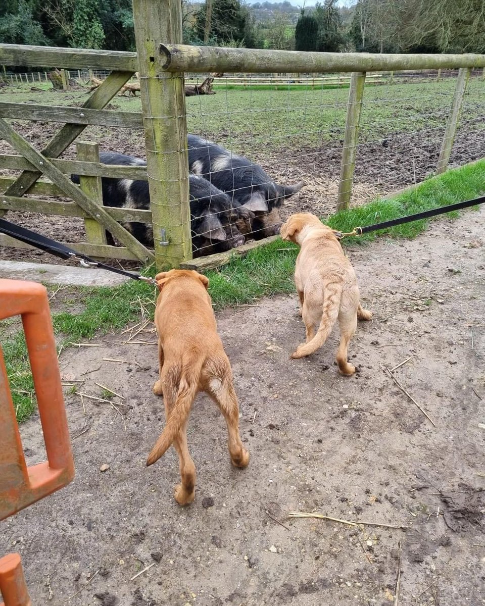 Today our pups, TPDs Harry, Ron and Obi; attended @tweet_kmc for their puppy meet up and a little environmental training around the animals, thank you very much to the College for allowing the teams the time to walk around 🐾