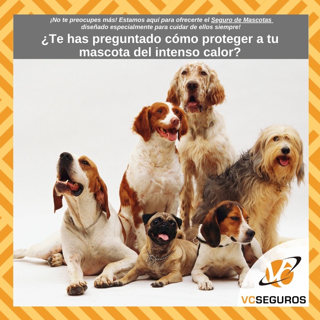 VCSegurosCo's tweet photo. En estos días soleados las personas no solo son las únicas que pueden sufrir un golpe de calor, las mascotas también están en riesgo al exponerlas de forma inadecuada al sol y las altas temperaturas

Con nuestro seguro para mascotas, garantizamos su bienestar en todo momento. https://t.co/yCaWqCoZtf