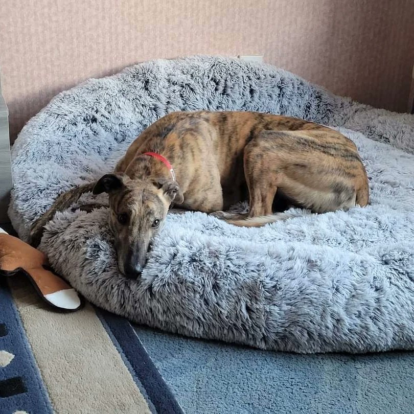 Barley Greyhound Sanctuary tweet media