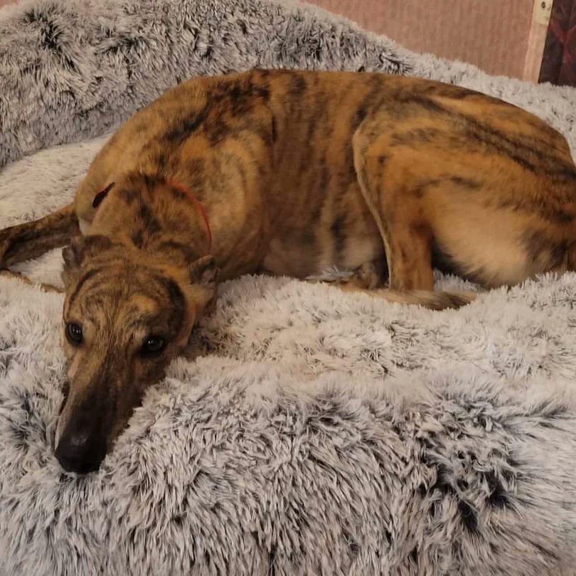 Barley Greyhound Sanctuary tweet media