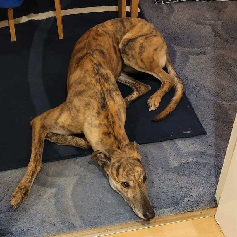 Barley Greyhound Sanctuary tweet media