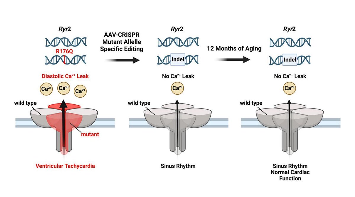 The Original Research Article from Dr. Xander H. T. Wehrens et al showed that specifically targeting the mutation site R176Q on Ryr2 in a mouse model of CPVT, could prevent arrhythmogenesis without significant long-term effects on baseline cardiac function oaepublish.com/articles/jca.2…