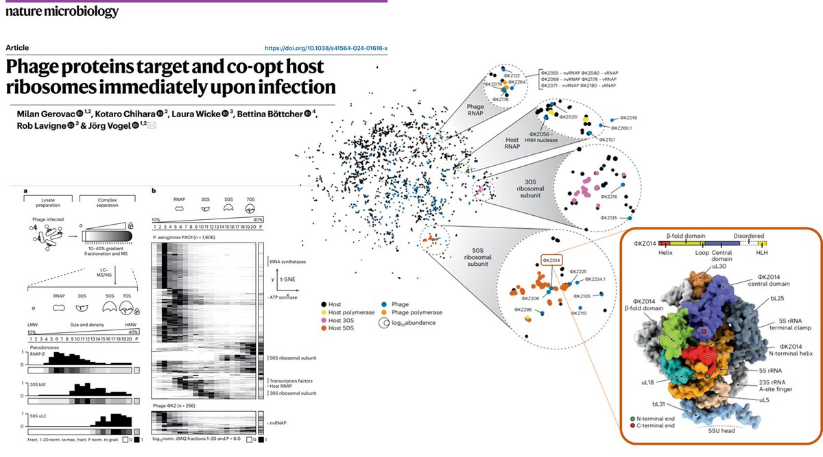 Rob Lavigne (@roblavigne1) on Twitter photo Systematic strategy to decipher #phage-mediated #bacteria takeover using Grad-seq (gradient fractionation of #protein complexes coupled with #RNAseq & #proteomics) reveals phage #peptide modulating bacterial protein synthesis machinery <a href="/NatureMicrobiol/">Nature Microbiology</a> :
nature.com/articles/s4156… Systematic strategy to decipher #phage-mediated #bacteria takeover using Grad-seq (gradient fractionation of #protein complexes coupled with #RNAseq & #proteomics) reveals phage #peptide modulating bacterial protein synthesis machinery <a href="/NatureMicrobiol/">Nature Microbiology</a> :
nature.com/articles/s4156…