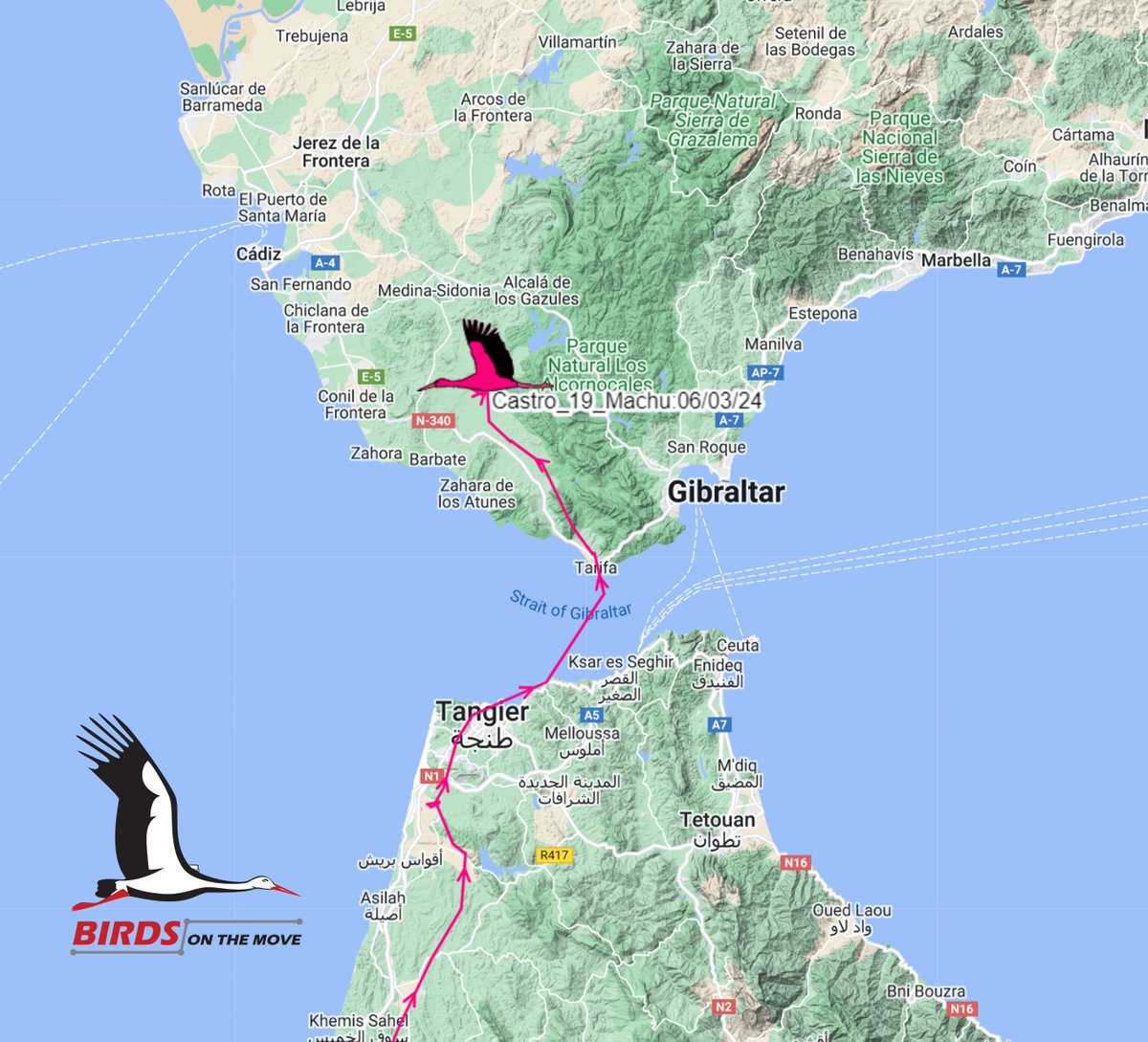Birds On The Move (@birdsmove) on Twitter photo And the 2024 award for our "First juvenile #WhiteStork to return to Iberia" goes to...
Machu! 🍀
Machu crossed the Strait of Gibraltar yesterday at around 12h. <a href="/FundacionMigres/">Fundación Migres</a> and <a href="/Otis_inglorius/">Inglorious Bustards</a> - are there many White Storks crossing the Straits these days? 😍 And the 2024 award for our "First juvenile #WhiteStork to return to Iberia" goes to...
Machu! 🍀
Machu crossed the Strait of Gibraltar yesterday at around 12h. <a href="/FundacionMigres/">Fundación Migres</a> and <a href="/Otis_inglorius/">Inglorious Bustards</a> - are there many White Storks crossing the Straits these days? 😍