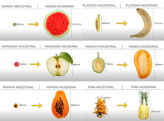 Humans have been modifying plants and animals for tens of thousands of years.  

We have discovered how to do this a little faster through various techniques:-

1. Selective Breeding.
2. Mutagenesis.
3. Transgenics.
4. Genetic Engineering.

1/5