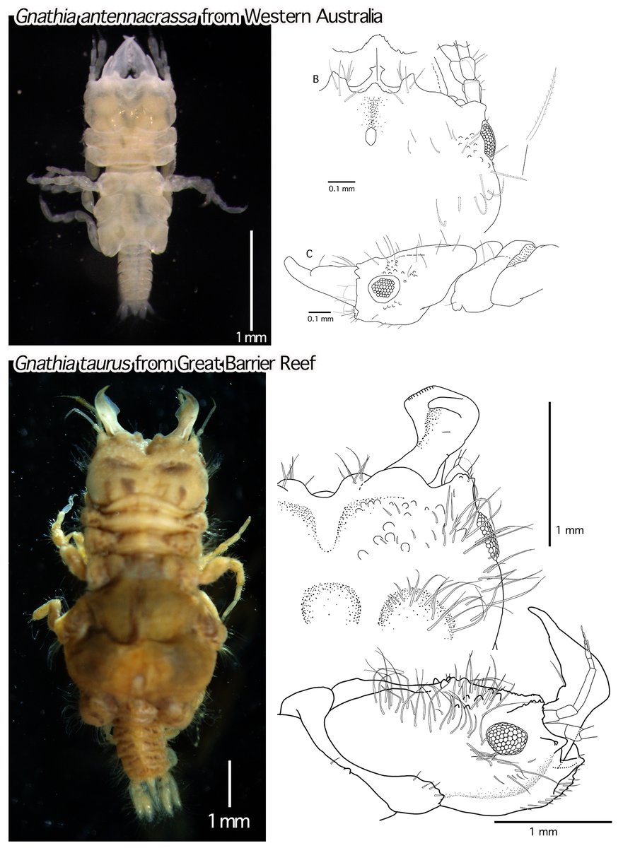 From Western Australia and the Great Barrier Reef, Australia, two new species of gnathiid isopod crustaceans were described! This was the first record for this group from Western Australia!

doi.org/10.3897/zookey…