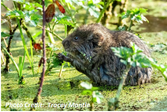 #SpeciesSpotlight on the water vole. Wonderful to see that this endangered species have spread to areas of the Stodmarsh National Nature Reserve.