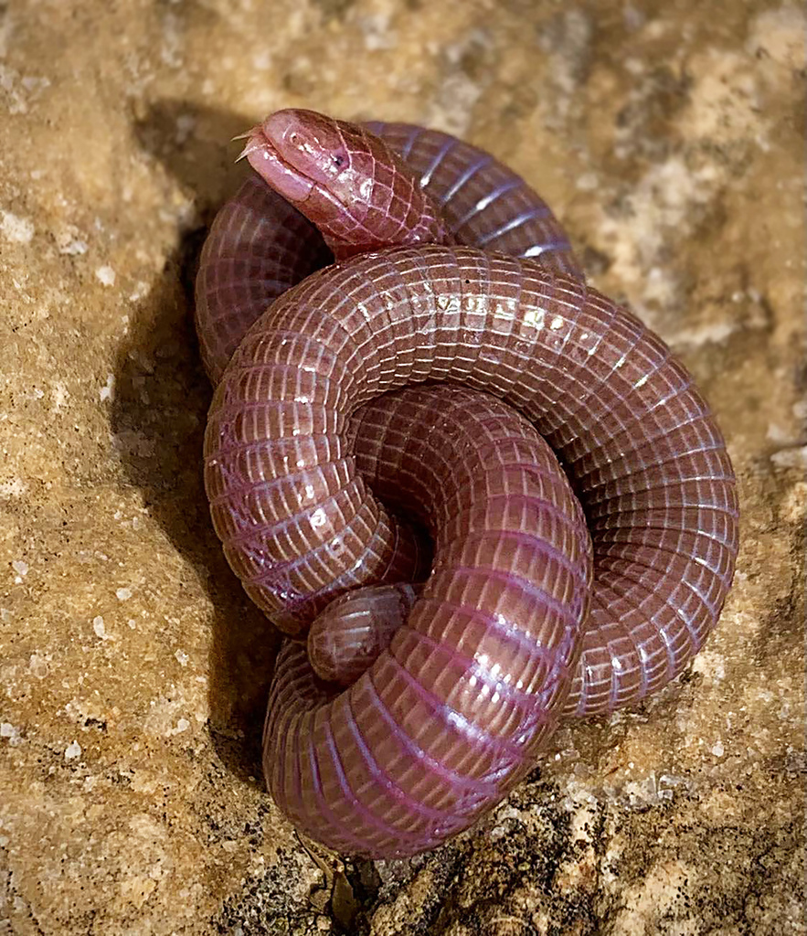 La culebrilla ciega 𝐵𝑙𝑎𝑛𝑢𝑠 𝑣𝑎𝑛𝑑𝑒𝑙𝑙𝑖𝑖 es un reptil sin patas adaptado a la vida subterránea. Esta posó para jjulio2000 en Alicante el 4 de marzo, Observación de la semana 📷
🟢spain.inaturalist.org/observations/2…
#reptiles #amphisbaenidae #herpetologia #observacióndelasemana