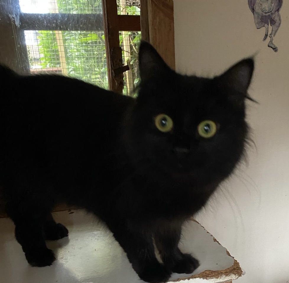 If it’s a fluffy and sweet little black panther you’re after, look no further! This is 2 year old Hazel. She’s looking for a home with a safe garden. Affectionate &amp; loving once she knows you, she can live with older children. #AdoptDontShop #Buckinghamshire #WhiskersWednesday