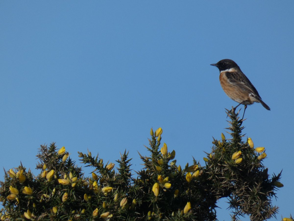 Our daily bird census counts have begun this month!! Since March 1st, we have seen the first few migrants passing through the island, including Stonechat, Meadow Pipit, Pied Wagtail, and Linnet. It won't be long before our first Wheatear arrives.