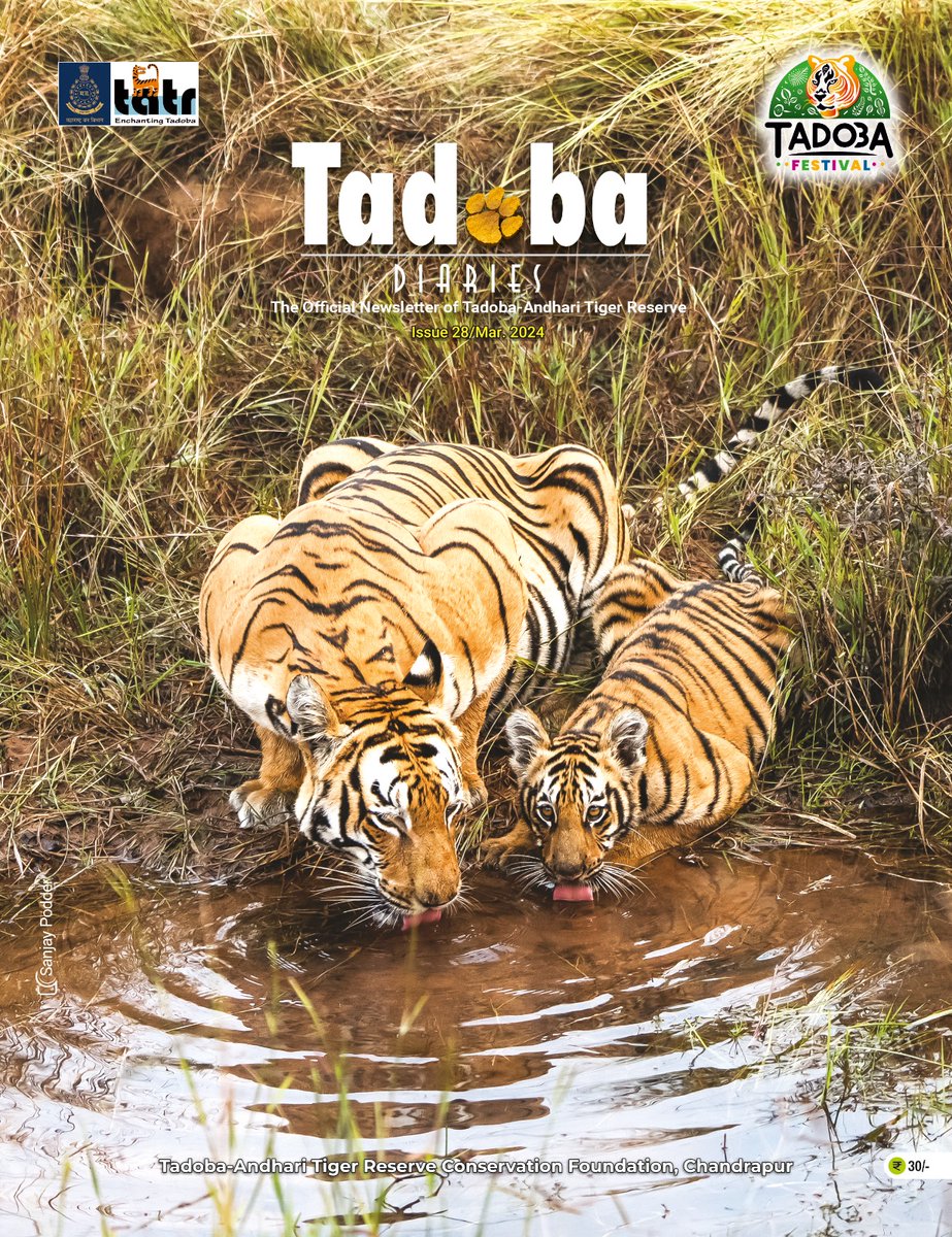 Sharing cover page of Tadoba Diaries - March 2023 issue Want to know what's happening in your favorite Tadoba? Become an annual subscriber to the digital version of 'Tadoba Diaries', Tadoba's monthly newsletter. Annual subscription- Rs. 300 only. tadobastore.com/collections/ta…