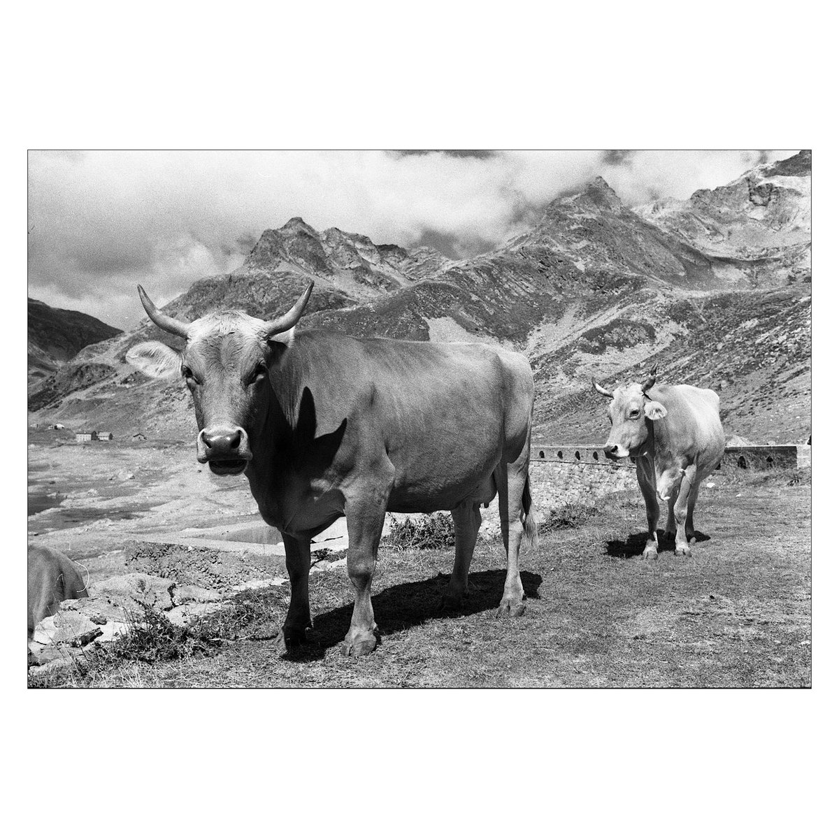 #fotografiaanalogica #filmphotography #mucche #cows #paesaggioitaliano #likesegantini #segantinistyle #bnwfilmphotography #oldphotography  #35mmfilmphotography #italianlandscape #alpiitaliane  #analogphotography #cowphotography