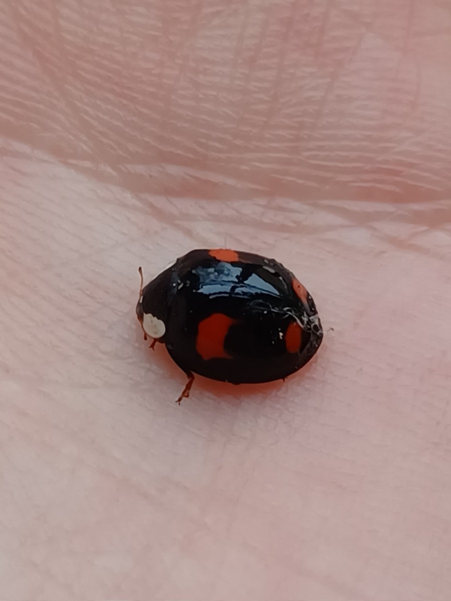 The first ladybird I've seen this year! Came through my open window