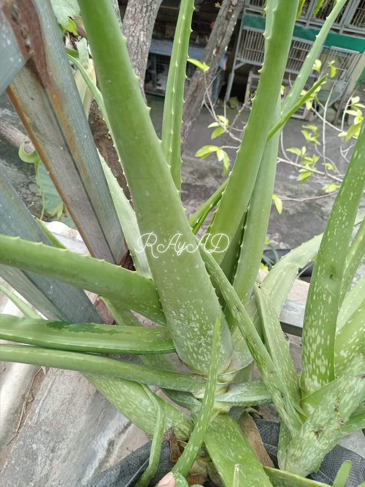 ☀️☯️ Ĕxčèĺ Ďèé🌏🌱 tweet media