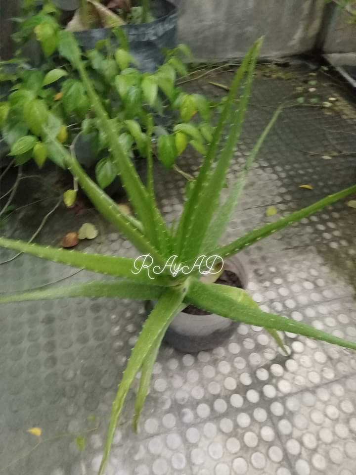 ☀️☯️ Ĕxčèĺ Ďèé🌏🌱 tweet media