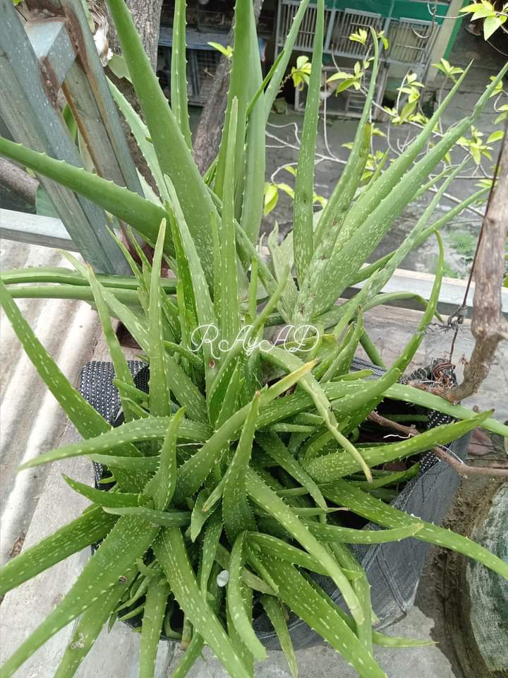 ☀️☯️ Ĕxčèĺ Ďèé🌏🌱 tweet media