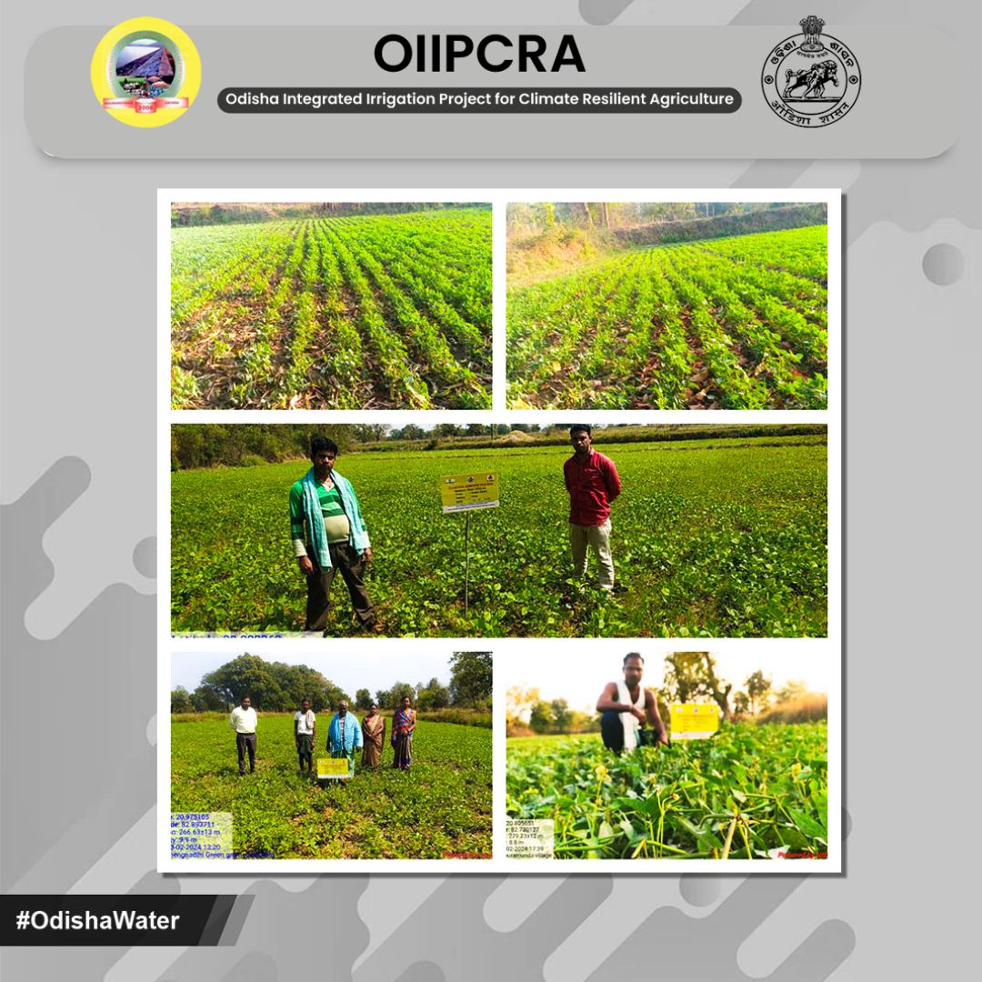 Greengram cluster demonstrations covered 75 ha in the command area of MIPs under the OIIPCRA-ICARDA project in Bargarh district. #AgriculturalInnovation #GreengramClusters #OIIPCRA #OdishaWater 
@CMO_Odisha @TukuniSahu @DC_Odisha @_anugarg  @OLICLTD @ltd_occ