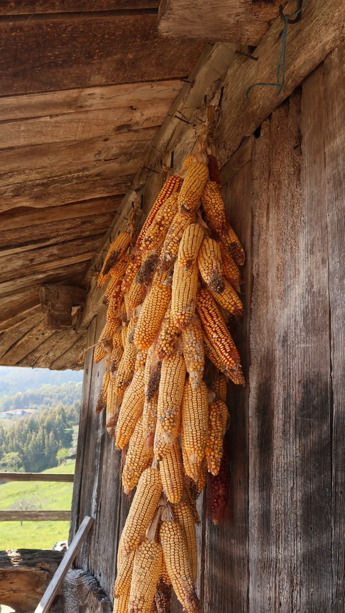 Fundacioncardin's tweet image. #miércoles de #mercao y de #AHOV en #Villaviciosa 🍎 güei vamos de #esfoyaza con Elías pela zona de Bediñana ¿acompáñesnos? ➡️youtu.be/E3RPcgKH19Y @GrupoElGaitero @GobAsturias @Comarcasidra @MuseuPuebluAst @AsturturATT @Educastur @MuseoOriente @MuseoGrandas 🌽