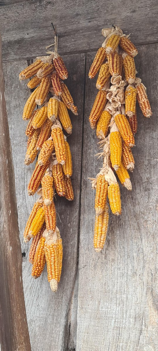 Fundacioncardin's tweet image. #miércoles de #mercao y de #AHOV en #Villaviciosa 🍎 güei vamos de #esfoyaza con Elías pela zona de Bediñana ¿acompáñesnos? ➡️youtu.be/E3RPcgKH19Y @GrupoElGaitero @GobAsturias @Comarcasidra @MuseuPuebluAst @AsturturATT @Educastur @MuseoOriente @MuseoGrandas 🌽