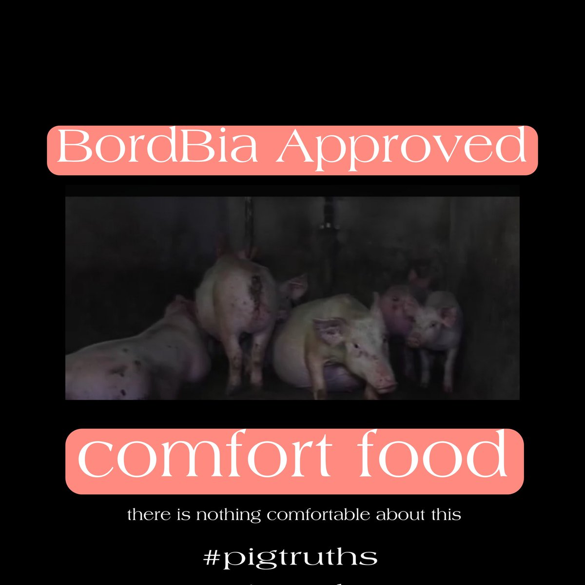 catlowry54's tweet photo. If we are against #puppyfarms #chaineddogs #dogfighting &amp; upset by their unimaginable suffering: look at these animals &amp; equally be a voice for them to live a life without cruelty before being slaughtered. We can't be OK with this; we can't eat this.#pigtruths #BordBia https://t.co/IOorvMkLFn