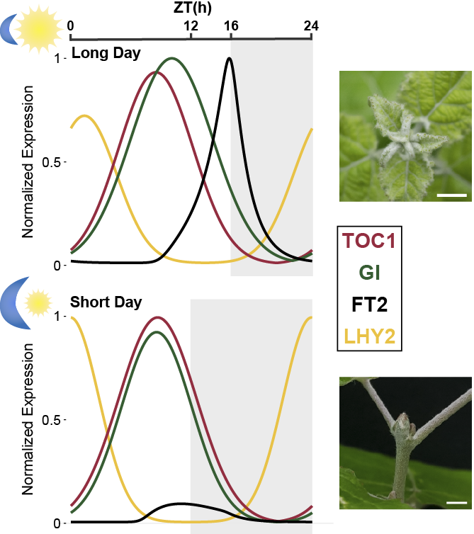 #ResearchCBGP | How does the circadian clock shape seasonal growth timing in poplar?

🇪🇸 - short.upm.es/ilw2k
🇬🇧 - short.upm.es/0mmdb

#somosUPM