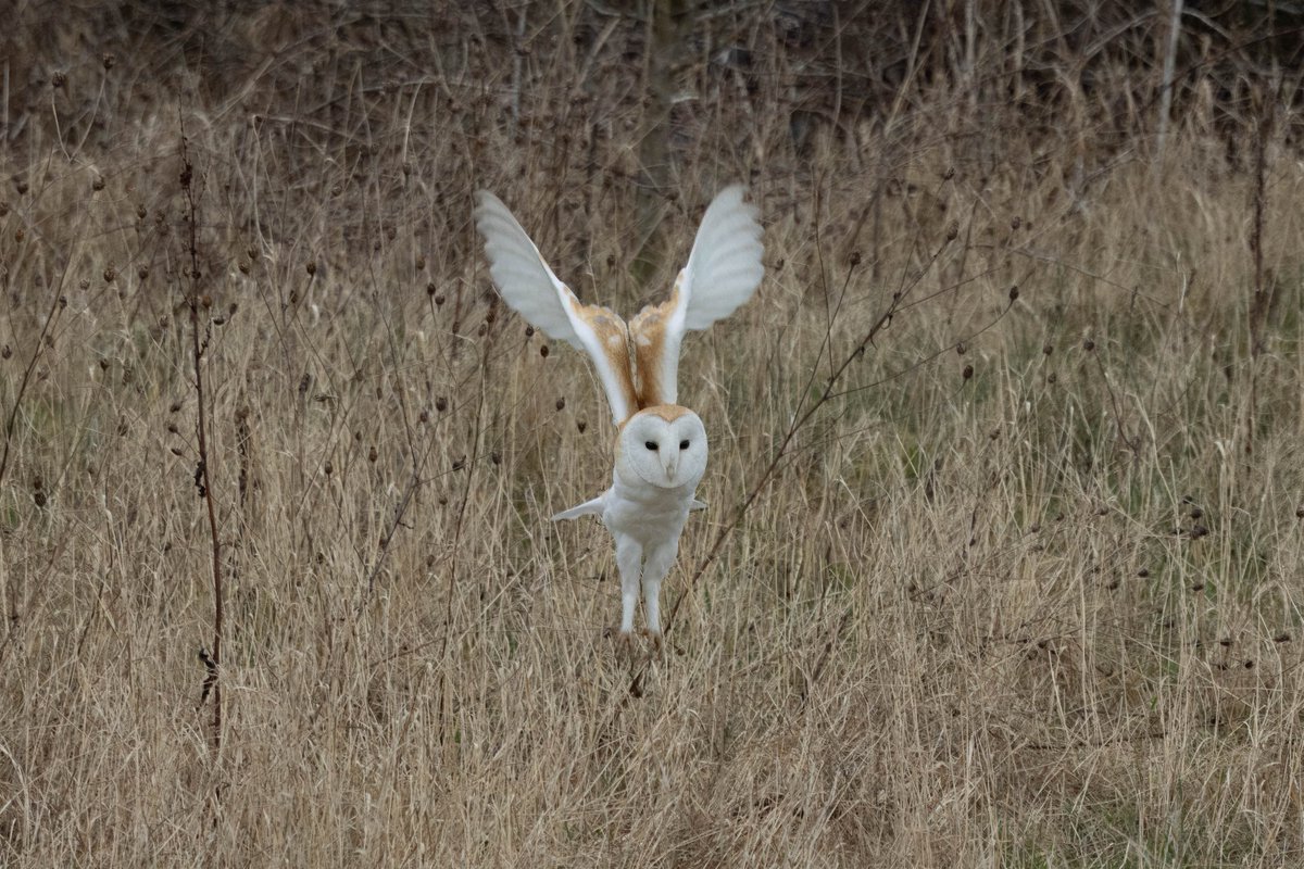 Owl angel