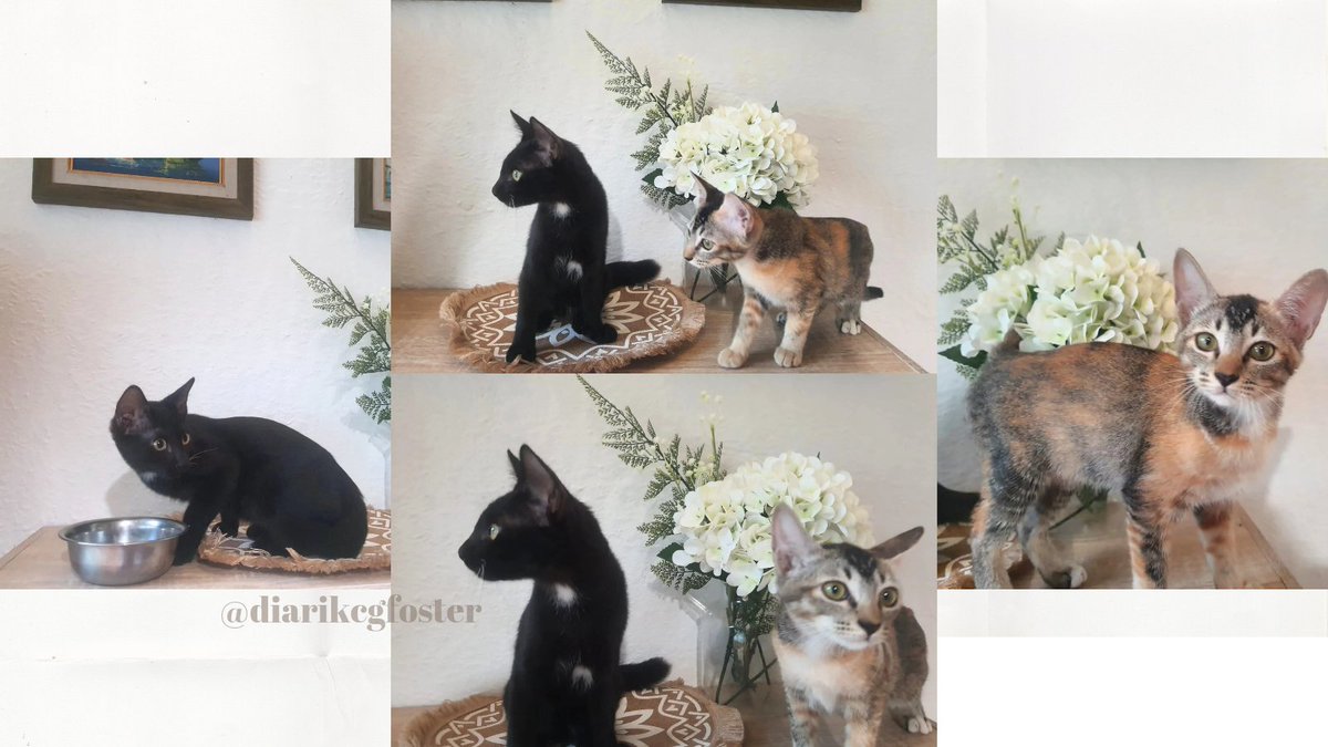 diarikcgfoster's tweet photo. 😻Open adopsi gratis bersyarat😻
Obat cacing &amp; kutu✅
Vaksin F3✅
RT untuk bantu Aren &amp; Karbon mendapatkan furrever home.💜🩵 #freeadoptkucing #adopsigratis #freeadopt https://t.co/t1IDyKotQN