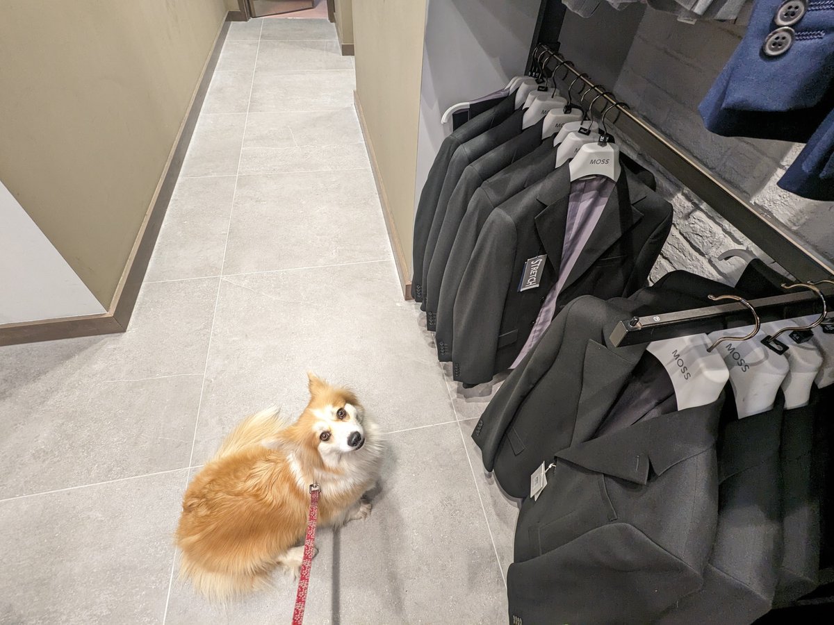 🐾 Ella and Satay's Westgate adventure! While my partner browsed @mossbros   Satay got lots of love, and we found the perfect suit hassle-free. #DogFriendly #MossBros @sataythecorgi

read full post oxfordcitydog.com/moss/
