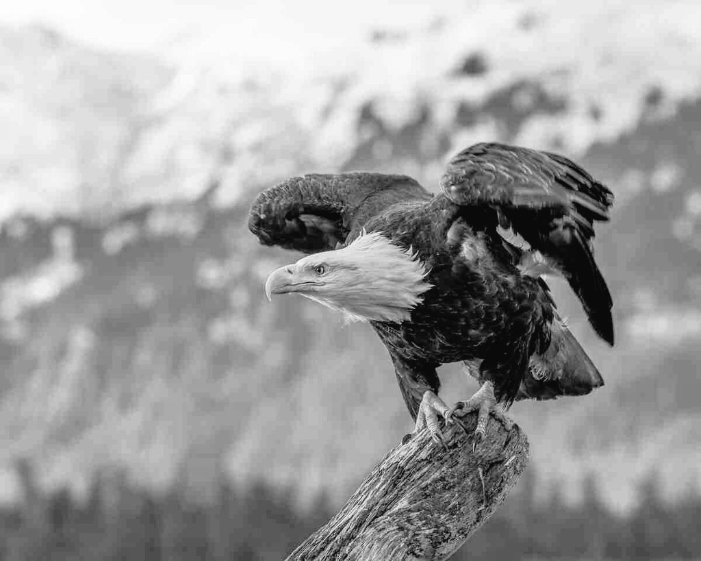 الشنفرى:

 وَفي الأَرضِ مَنأى لِلكَــــريمِ عَنِ الأَذى
وَفـــيها لِمَــن خافَ القِــــلى مُتَـعَزَّلُ

لَعَمرُكَ ما في الأَرضِ ضيقٌ عَلى اِمرئٍ
سَرى راغِباً أَو راهِــــــباً وَهوَ يَعقِـــلُ