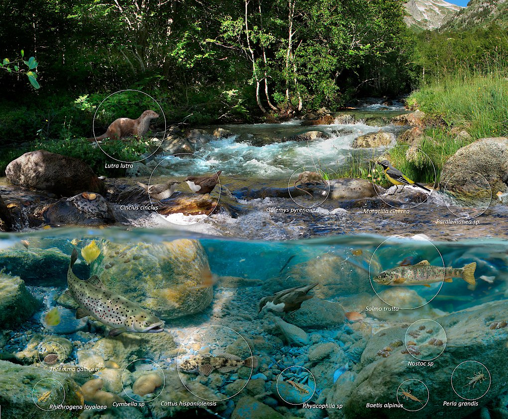 L'altre dia us compartiem la fauna i flora dels estanys del #Pirineu, avui us ensenyem la dels rius d'alta muntanya 🏞️✏️ <a href="/tonixllobet/">Toni Llobet - Natura il·lustrada</a> #LIFERESQUEALPYR

Hi podem trobar espècies com l'almesquera, la llúdriga o la truita comuna. 

Per saber-ne més 👉shorturl.at/PTWX5