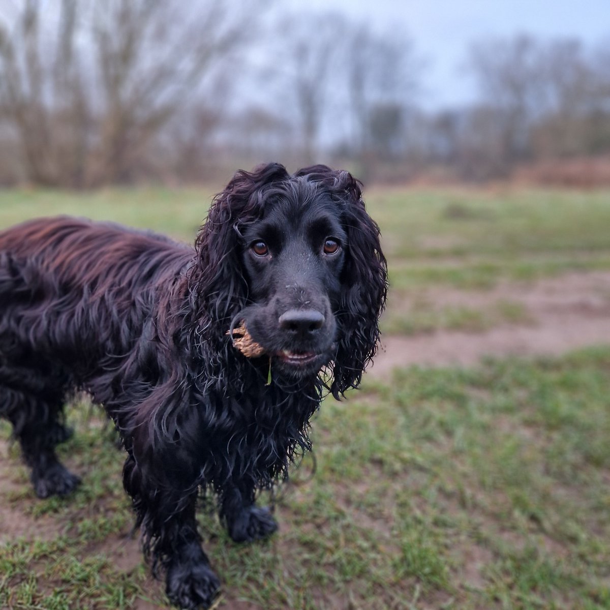 DrAt2009's tweet photo. Murphy looking handsome and very "lionel" on his walk this morning... just missing his best pal who's still in "confinement" following his op
#bemorespaniel https://t.co/VgMg3Y2vSx