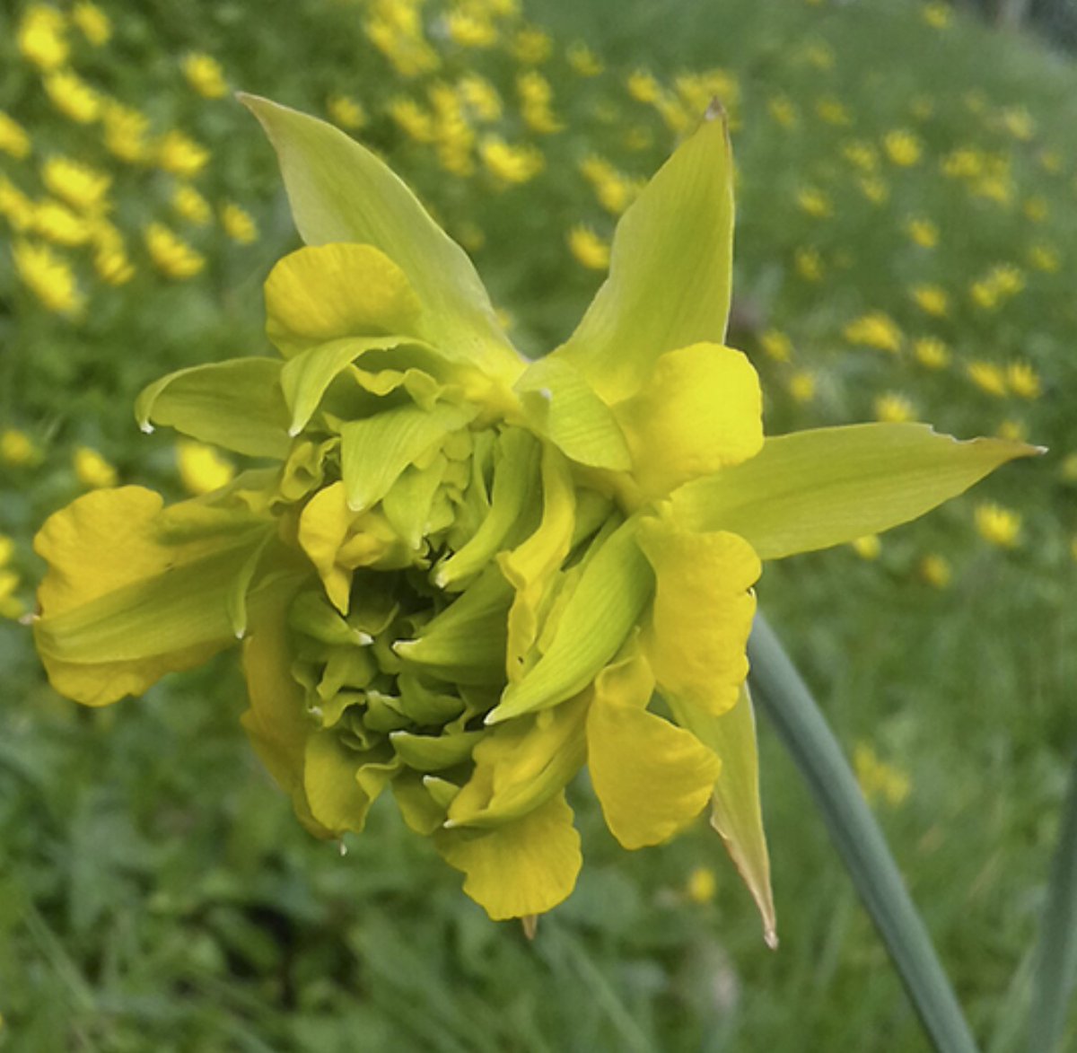 If you thought that Narcissus 'Telamonius Plenus' was ugly, then how about this one? It's Narcissus 'Thomas' Virescent Daffodil' . Its synonym is Narcissus 'The Derwydd Daffodil'.