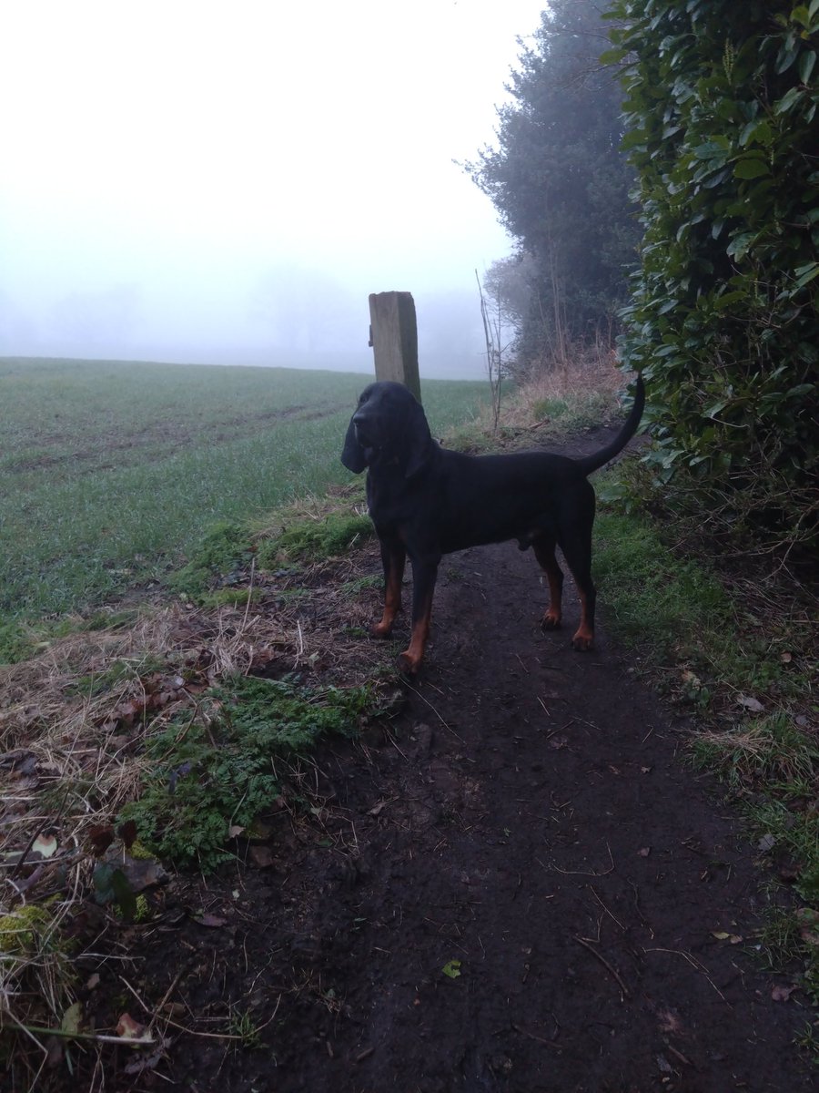 Misty this morning Muttley