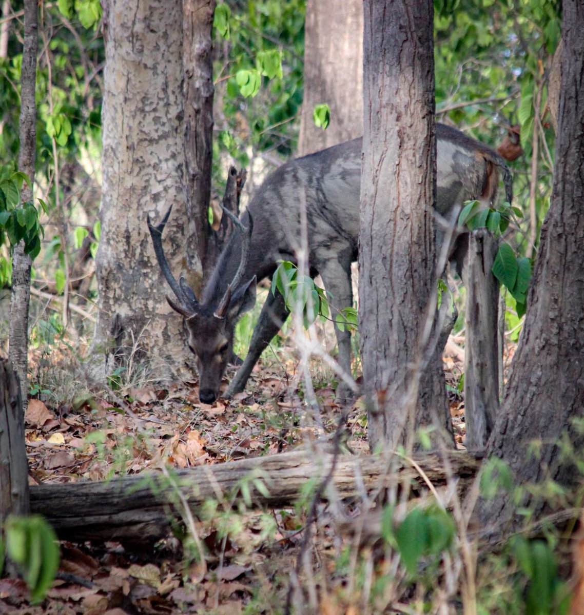 Sambar Deer #DebrigarhWildlifeSanctuary 📱 9438113285,8763373989,6372907291 @ForestDeptt @pccfodisha @PCCFWL_Odisha @incredibleindia @odisha_tourism @PureOdisha @Odisha_Travels @BBSRBuzz @MYBBSR @Happy_Bargarh @NatGeoTravel @NGTIndia @ig_sambalpur