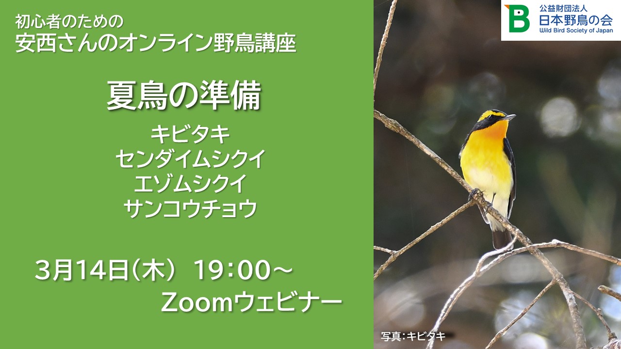 C60-126 1 バードウォッチング (財)日本野鳥の会 - 小鳥