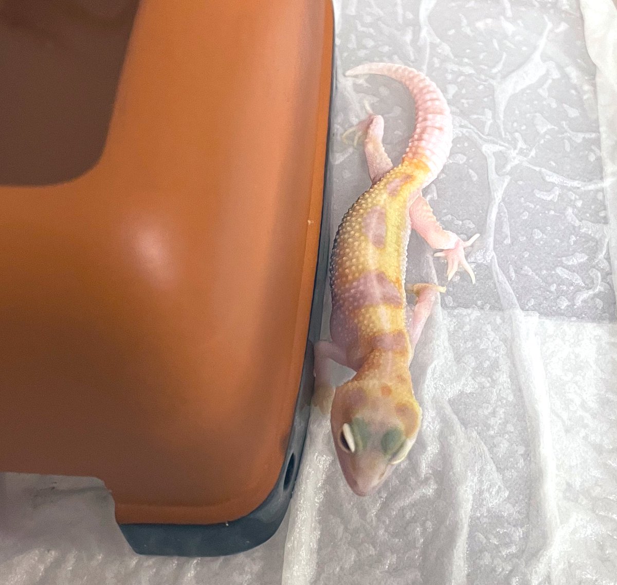 オレンジ発色してきた！！