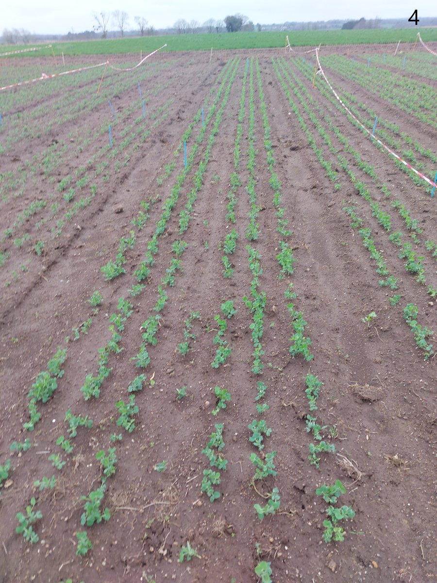 UNILET_Interpro's tweet photo. 🌍 Réussir l’adaptation des cultures de pois au changement climatique (2/3) 🌍

✅Quimperlé : Malgré une météo douce et humide favorable au développement des maladies, les pois se portent bien. https://t.co/EL89gKSSIy
