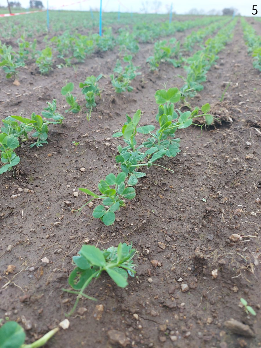 🌍 Réussir l’adaptation des cultures de pois au changement climatique (2/3) 🌍

✅Quimperlé : Malgré une météo douce et humide favorable au développement des maladies, les pois se portent bien.