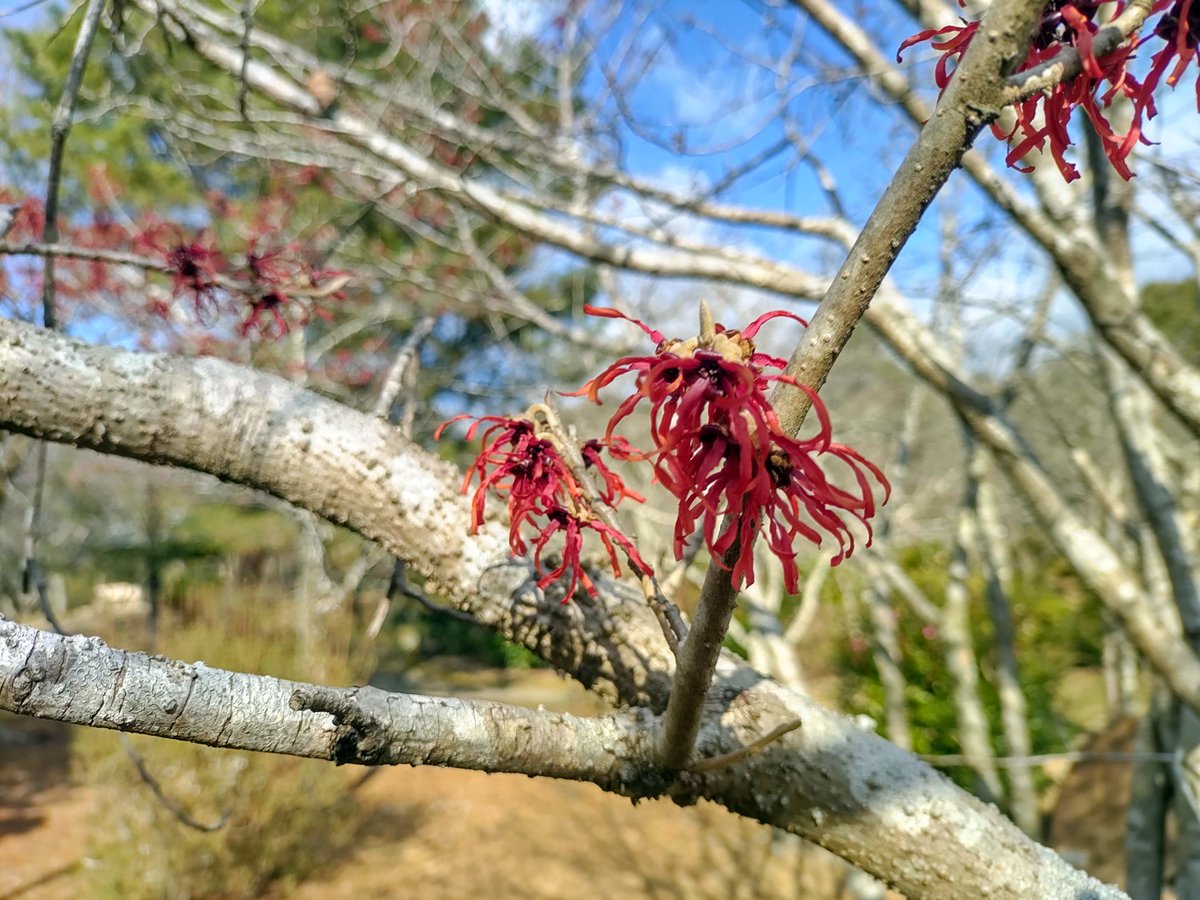 Kameyama Park/亀山公園/2024.03.02
#Kyoto #京都 #arashiyama #嵐山
#sagano #嵯峨野
#sagaarashiyama #嵯峨嵐山
#KameyamaPark #亀山公園
#ArashiyamaPark #嵐山公園
#NearbyPark #近所の公園
#WitchHazel #マンサク #万作